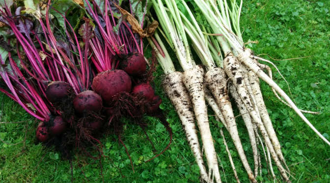 Mijn 6 tips voor het kweken van groente een kleine tuin ⋆ Eigenwijs Blij