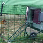 Je Eglu Cube Kippenhok Opleuken Met Een Zitstok En Grotere Ren