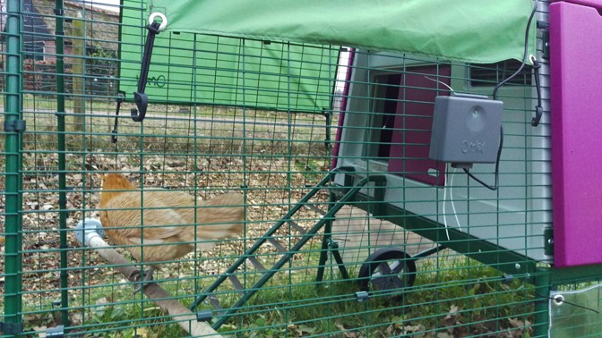Automatische deur voor Omlet kippenhok: is dat echt handig? ⋆ Eigenwijs Blij