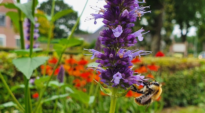 overhemd Gezichtsvermogen Productie Planten voor bijen in de nazomer en herfst ⋆ Eigenwijs Blij