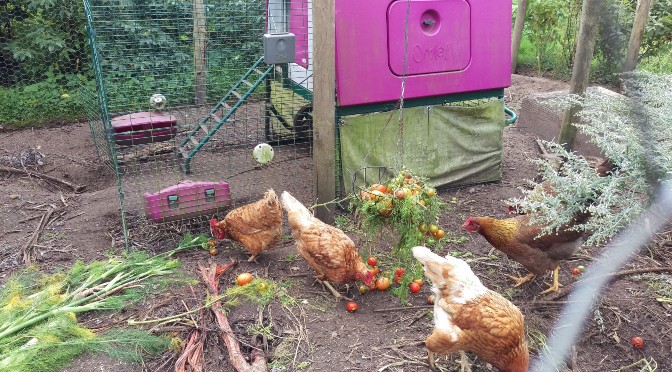 Het hotel Vrijwel Ontwaken Hoe planten kunnen helpen van je kippenren een kippenparadijs te maken ⋆  Eigenwijs Blij